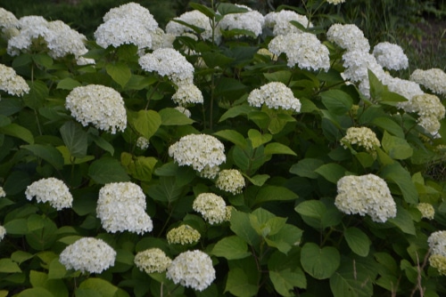 A healthy and blooming Hydrangea arborescens