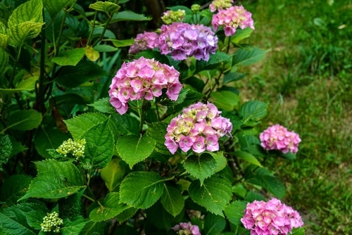 group of pink hydrangea blooming in the forest