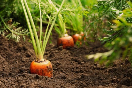 Carrot Sprouts and How to Identify Them