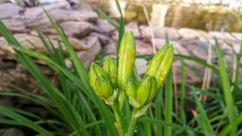 Immature daylily flower with some water moisture