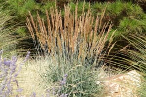 A bush of Indian grass