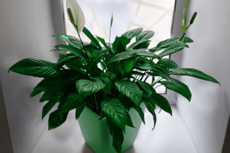Indoor peace lily plant