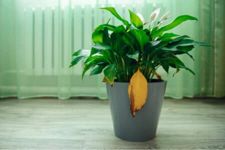 How To Fix Peace Lily Discoloration