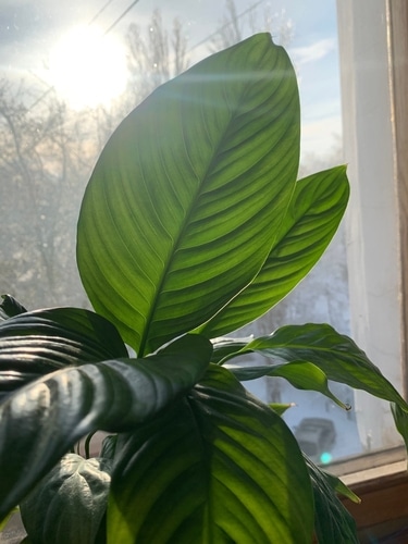 indoor plant An indoor plant getting a ray of sunlight through a glass window