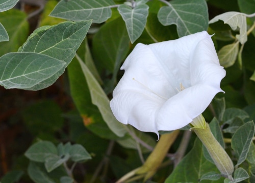 An innoxia white flower in full bloom