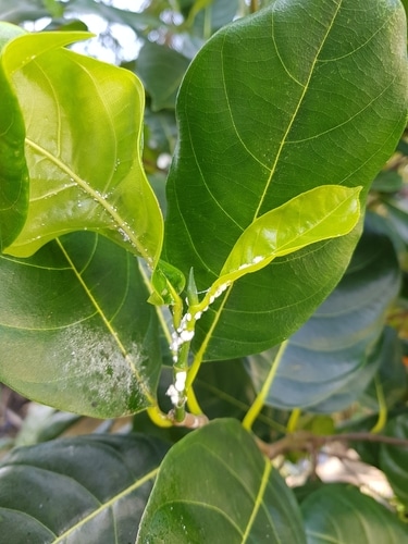 An azalea plant infested with white insect pests