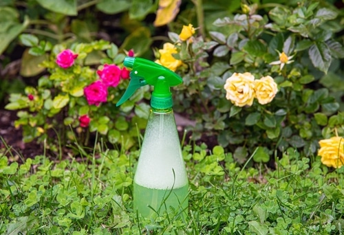 homemade insecticide sprayer for the garden