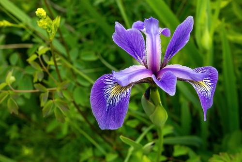 blue iris versicolor flower