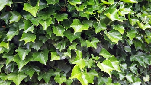 shiny and healthy leaves of an irish ivy plant