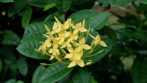 blooming ixora yellow flowers