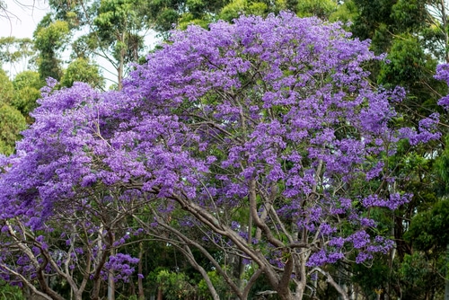 jacaranda tree in full bloom of purple flowers