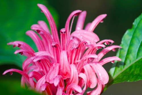 beautiful jacobinia pink flowers