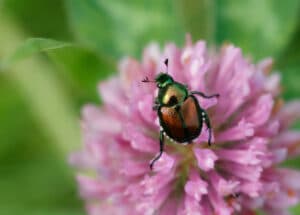 A japanese beetle sitting on a flower