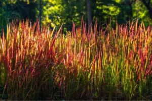 japanese grass under the sun