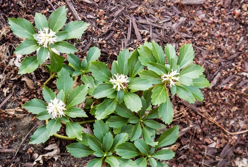 japanese spurge japanese spurge leaves in the forest