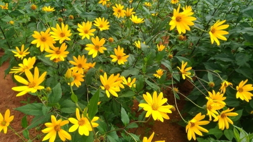 jerusalen artichoke flowers bright yellow jerusalen artichoke flowers