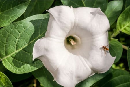 Jimson Weed: Identification and Dangers