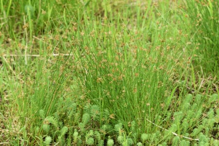 juncus effusus grass growing abundantly