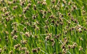 juncus ensifolius grass in the fiield