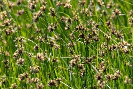 juncus ensifolius grass in the fiield