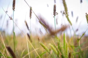 juncus grass rushes