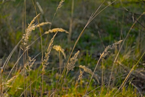 june grass june grass growing abundantly in a prairie