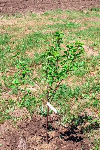 juvenile cherry tree juvenile cherry tree in the farm