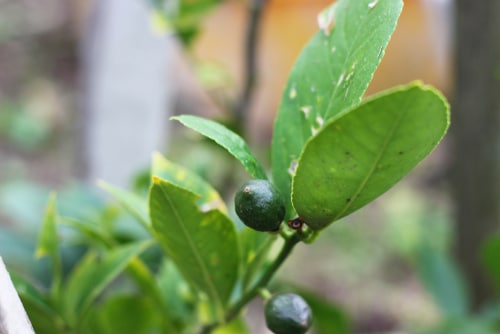 juvenile lime fruits in the garden