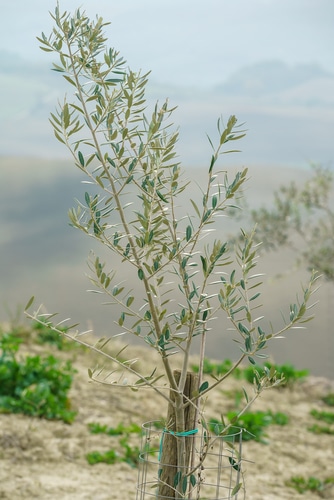 juvenile olive plant in the farm