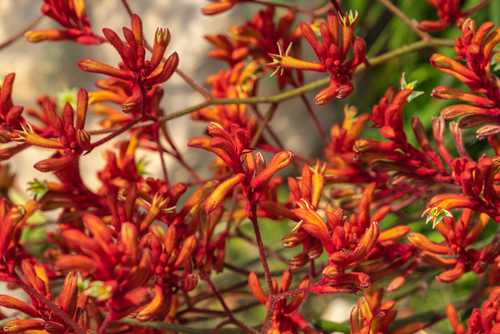 Beautiful flowers of a red kangaroo paw flowering plant