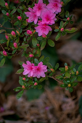 A beautiful pink karen azalea flower
