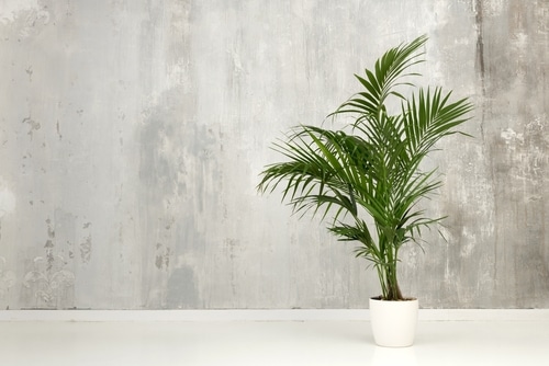 An indoor plant called kentia palm tree