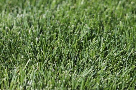 How to Care for Kentucky Bluegrass Lawn