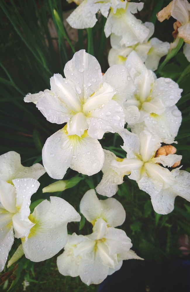 King of kings siberian iris with white petals and yellow cores.