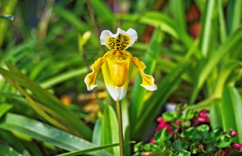 yellow krabi orchid paph insigne