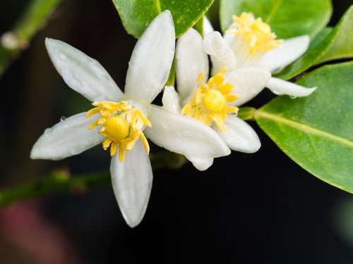 little white kumquat flowers