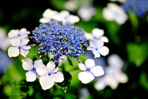 A closeup picture of a beautiful blue and white Lacecap flower