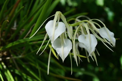 beautiful white lady night orchid