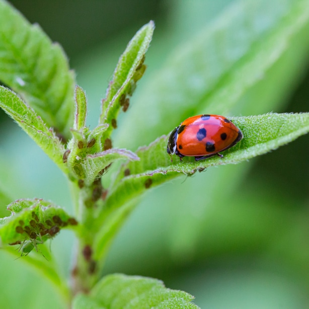 Ladybugs are beneficial insects that are natural aphid predators.