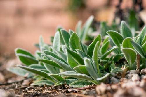 Lamb's ear plant as ground covers