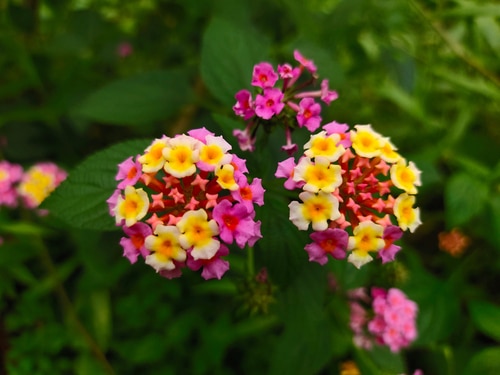 colorful lantana flower blooming in the garden