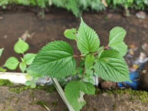 a growing plant of laportea aestuans in the backyard