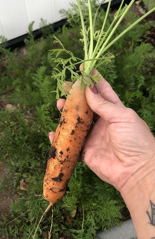 Carrots grown with guide will be plump and flavorful