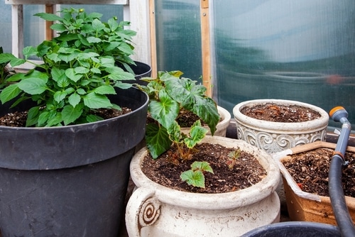 Large clay pots or jars used for planting