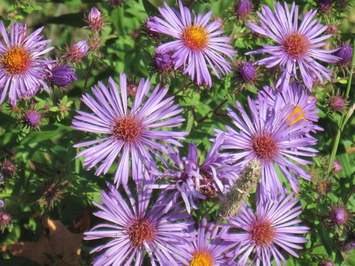 late purple aster late purple aster flowers in the garden