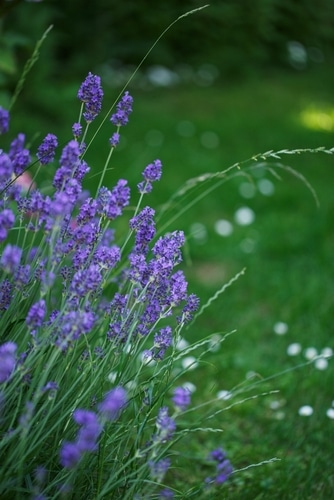 lavender flower blooming blue lavender flowers in the field
