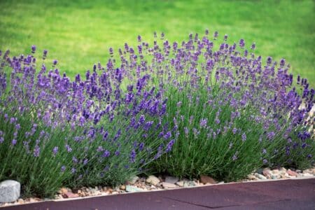 group of purple lavender flowers