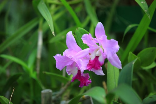 lavender orchid Cute lavender colored orchid flower