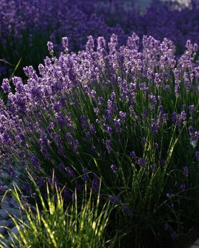 blooming lavender plants in the garden