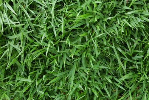 fresh and green lawn grasses